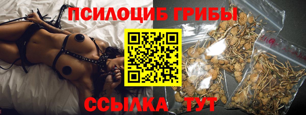 Галлюциногенные грибы Psilocybe Черкесск